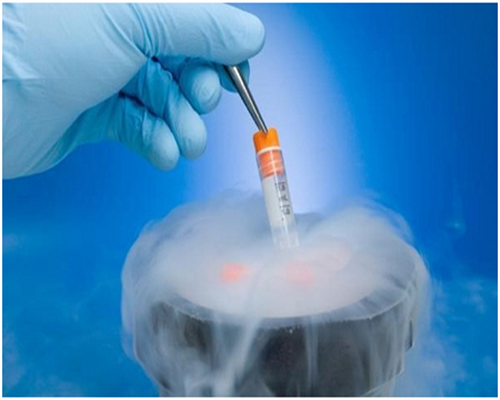 借卵助孕流程全解析：时间安排与关键阶段