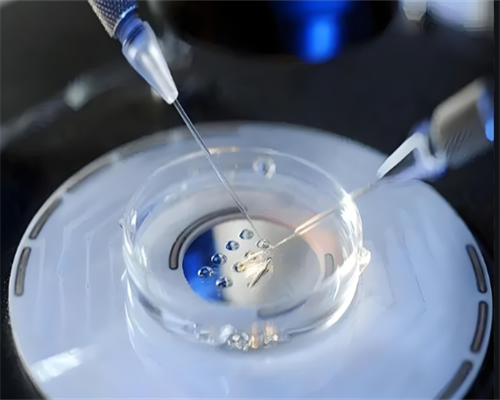 辅助生殖新途径：权威供卵机构评级与资质验证详解